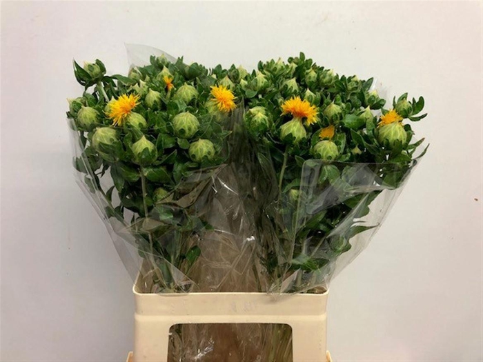 <h4>CARTH T ORANGE GRENA</h4>