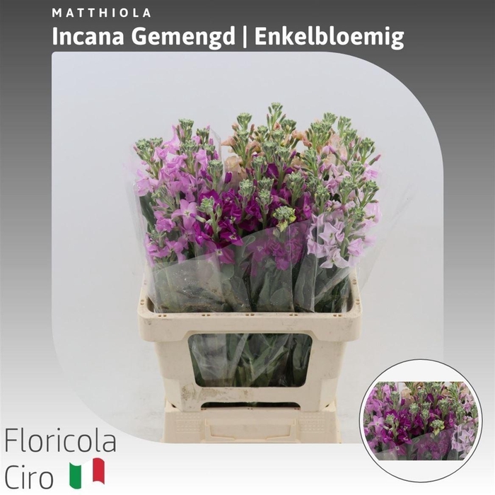<h4>Matthiola Incana Gemengd Enkelbloemig</h4>