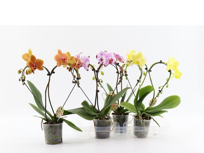 <h4>PHAL EL CASCADE</h4>