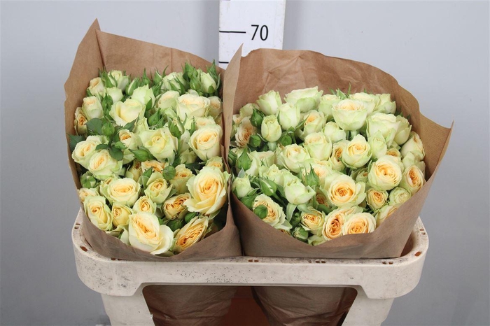 <h4>R Tr Bandolero</h4>