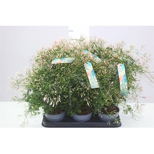 Jasminum Boog 300+