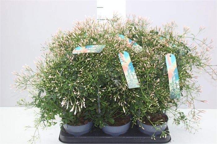 <h4>Jasminum Boog 300+</h4>