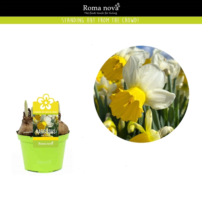 <h4>Narcissus ...</h4>