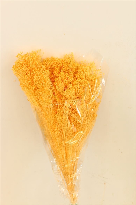 Dried Brooms Soft Yellow Bunch