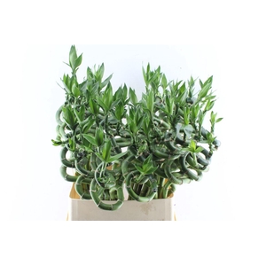 Drac S Lucky Bamboo