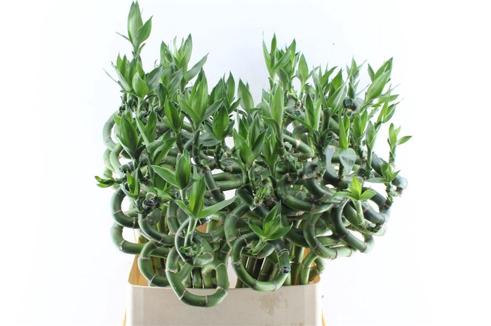 <h4>Drac S Lucky Bamboo</h4>