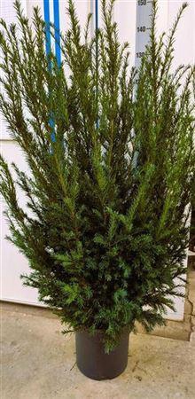 <h4>Taxus M Groenland</h4>