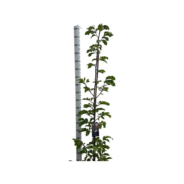 <h4>Magnolia 'Flamingo'® stam 175-200 cm geveerd GRAFTING</h4>