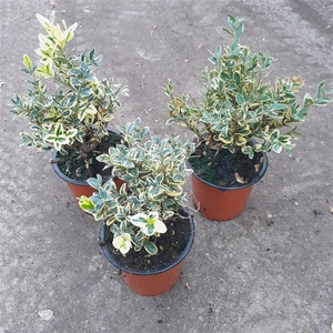 Buxus sempervirens Elegans 10cm p9