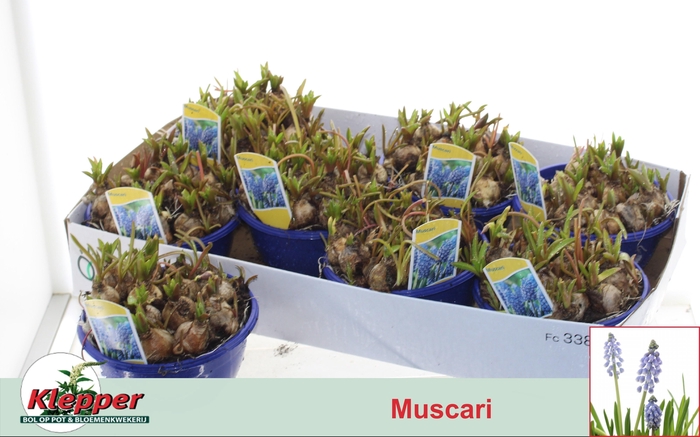 <h4>MUSCAR ATLANTIC</h4>