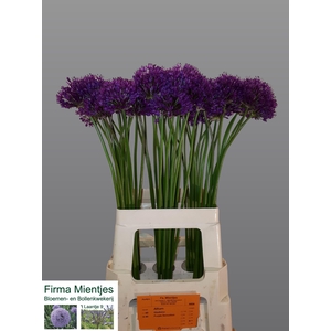 ALLIUM PURPLE SENS