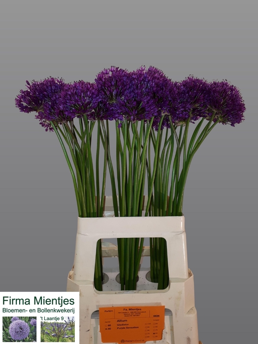<h4>ALLIUM PURPLE SENS</h4>