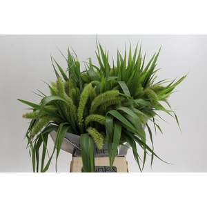 Setaria Italica Volle Melk