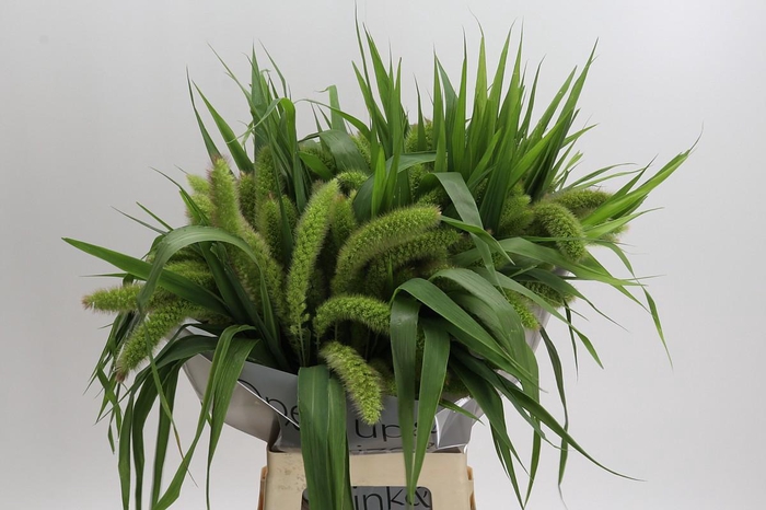 Setaria Italica Volle Melk