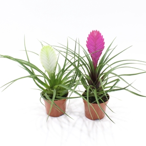 Tillandsia Gemengd (Met Hoes)