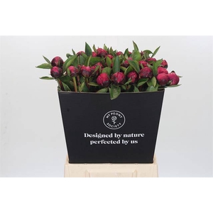Paeonia red sarah bernhardt