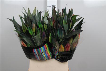 <h4>Li Or Rainbow</h4>