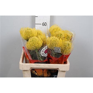 Leuco High Gold