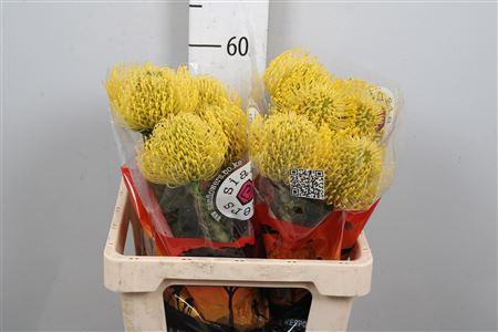 <h4>Leuco High Gold</h4>