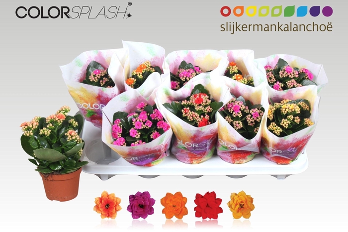 <h4>KAL GE GEM 5 KL</h4>