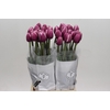 Tulipa (Frans) du Ocean Drive