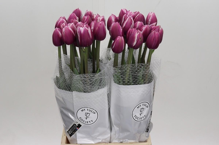 Tulipa (Frans) du Ocean Drive