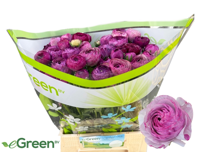 <h4>RAN AM PURPLE JEAN</h4>