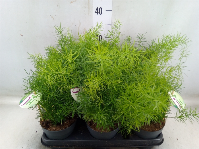 <h4>Asparagus dens. 'Sprengeri'</h4>