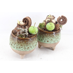 arr4 Amaryllis MB - Luxe bolpotje op pootjes x6