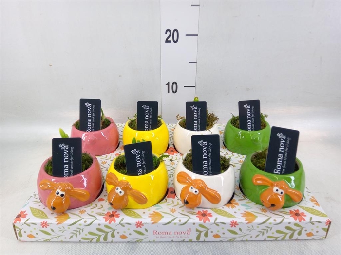 <h4>Arr. Narcissus</h4>