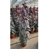 Cissus discolor Floramagic Violet V