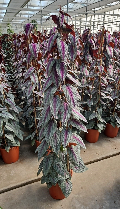 Cissus discolor Floramagic Violet V