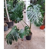 Monstera deliciosa