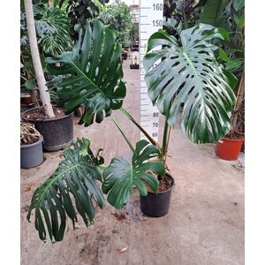 Monstera deliciosa