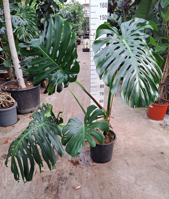 <h4>Monstera deliciosa</h4>