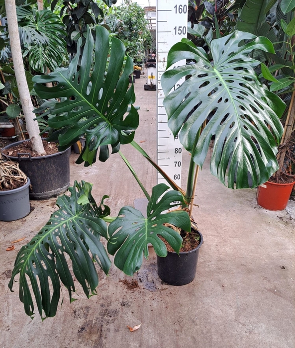 <h4>Monstera delic.</h4>