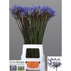 Agapanthus Dr.brouwer