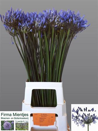 <h4>Agapanthus Dr.brouwer</h4>