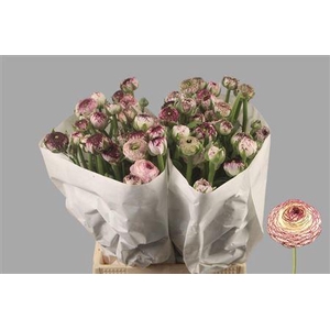 Ran El. White Stripes