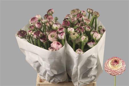 <h4>Ran El. White Stripes</h4>