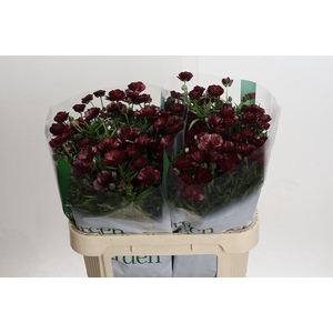 Ranunculus Magical Chocolate