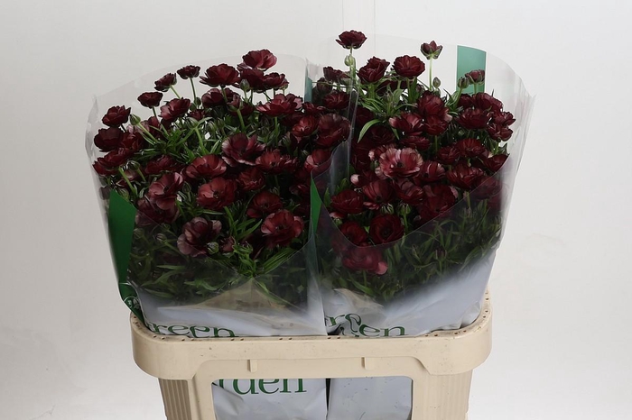 <h4>Ranunculus Magical Chocolate</h4>