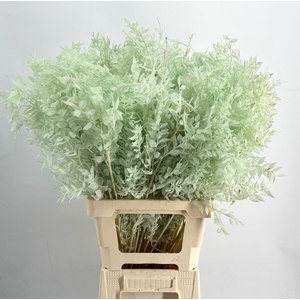 Dried Bleached Ruscus Green Light h%*