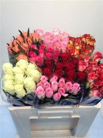 <h4>R Gr Gem In Fust</h4>