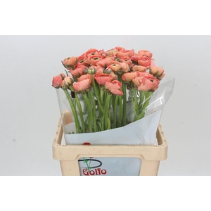 Ranunculus Clooney Tuareg Super