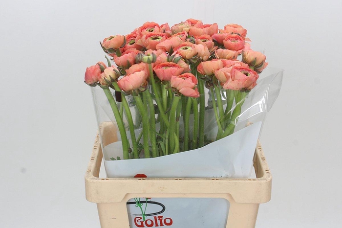 <h4>Ranunculus Clooney Tuareg Super</h4>