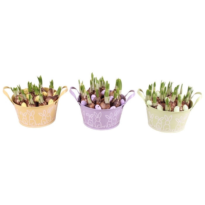 <h4>Easter Arr. Narcis Zinc Pot Round Bunny Relief Ø17cm</h4>