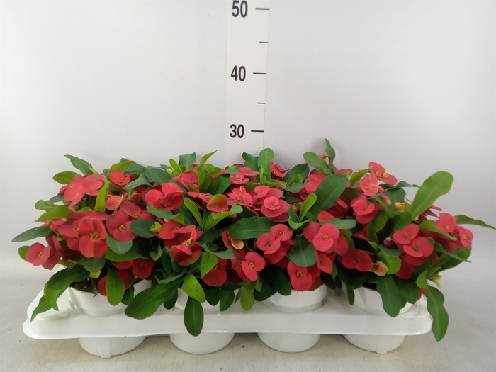 <h4>Euphorbia milii 'Cardinal'</h4>