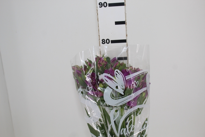 <h4>ALSTROEMERIA AMETHYST 080 CM</h4>