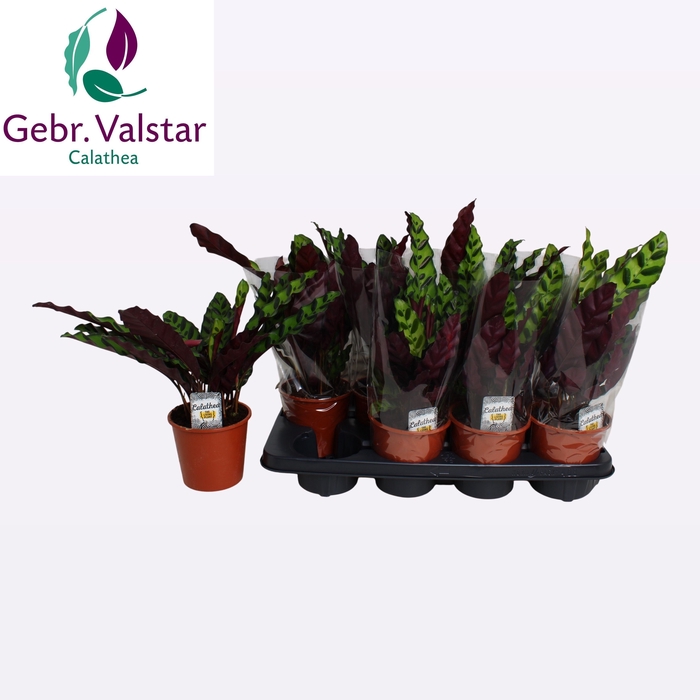<h4>CALAT LANCIFOLIA</h4>